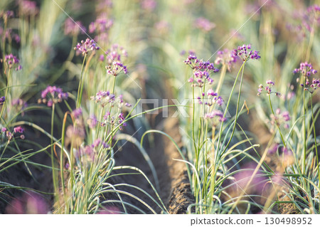 鳥取縣落京花北榮町 130498952