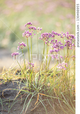 Rakkyo flower Hokuei Town, Tottori Prefecture 130498955