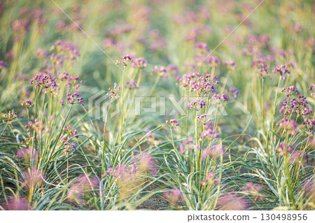 Rakkyo flower Hokuei Town, Tottori Prefecture 130498956