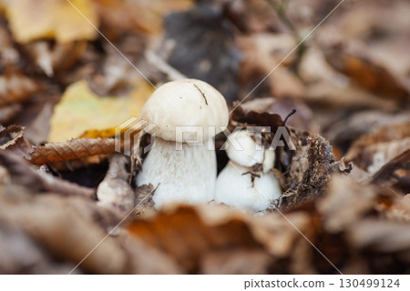 Young white edible porcini boletus in the foliage, close up. Autumn hobby of picking mushrooms, food of wild nature 130499124