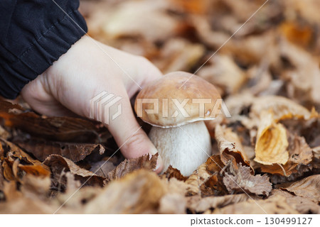Hand of a girl, taking cep boletus from the leaves. Picking edible mushroom in autumn forest concept 130499127