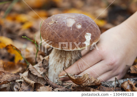 Woman found big cep boletus mushroom in the forest between oak leaves. Picking porcini mushrooms in the woods, fungi concept Woman found big cep boletus mushroom in the forest between oak leaves. Picking porcini mushrooms in the woods, fungi concept 130499128