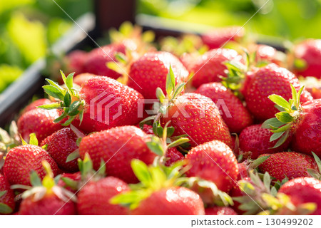 Just picked red bright strawberry close up. Harvest of ripe strawberry on the farm 130499202