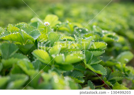 Green bright strawberry bushes in morning dew. Fresh strawberry leaves in the morning 130499203