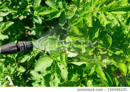 Spraying potato plants against potato beetles with pesticides. Harmful beetles eating potato plants Spraying potato plants against potato beetles with pesticides. Harmful beetles eating potato plants 130499205