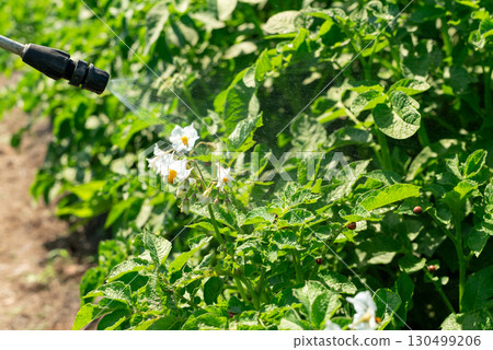 Spraying potato bugs larvae feeding on leaves of potato plants. Harmful colorado beetles, insects eating potato plants, spraying them with pesticides Spraying potato bugs larvae feeding on leaves of potato plants. Harmful colorado beetles, insects eating potato plants, spraying them with pesticides 130499206