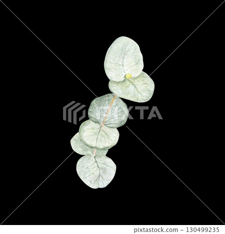 Eucalyptus branch watercolor illustration with round leaves on black background. Hand-painted art ideal for wedding invitations, natural cosmetics branding, packaging, fabric, eco decor, stationery Eucalyptus branch watercolor illustration with round leaves on black background. Hand-painted art ideal for wedding invitations, natural cosmetics branding, packaging, fabric, eco decor, stationery 130499235