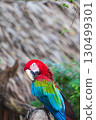 A close-up of colorful macaw bird face at a zoo with a browm background 130499301