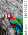 A close-up of colorful macaw bird face at a zoo with a browm background 130499302