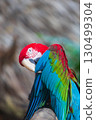 A close-up of colorful macaw bird face at a zoo with a browm background 130499304
