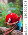 A close-up of colorful macaw bird face at a zoo with a green background 130499305