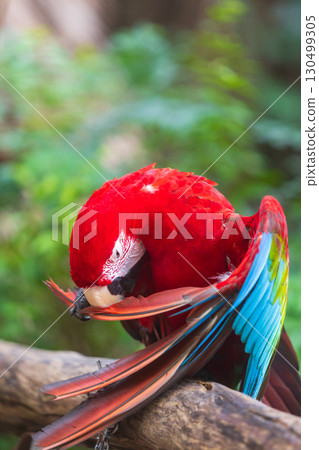 A close-up of colorful macaw bird face at a zoo with a green background A close-up of colorful macaw bird face at a zoo with a green background 130499305
