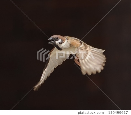 飛翔的麻雀 130499617