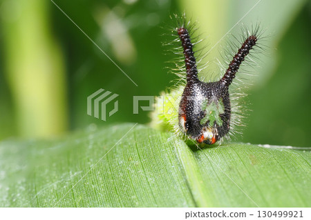 Crocodon butterfly larva 130499921