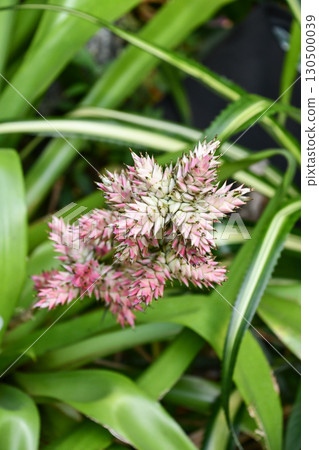 星花鳳梨 (Hohenbergia stellata) 130500039