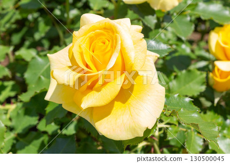 Rose (Tsurugold Bunny) Rose (Tsurugold Bunny) 130500045