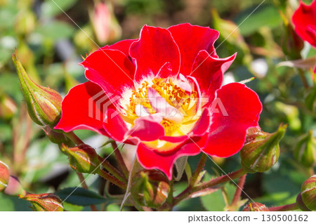 Rose (Vine Little Artist) Rose (Vine Little Artist) 130500162