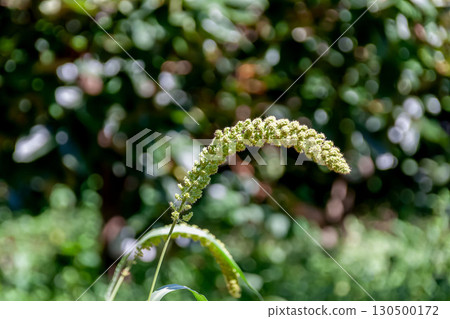 穀子（狗尾草科，狗尾草屬），五穀之一，多年生植物 130500172