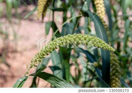 穀子（狗尾草科，狗尾草屬），五穀之一，多年生植物 130500173