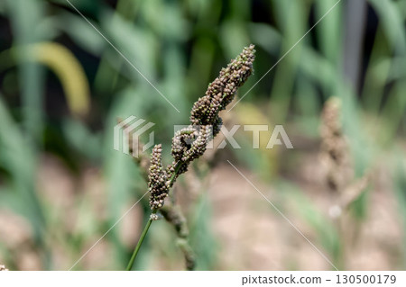 稗子（禾本科，稗屬）多年生植物的成熟穗 130500179