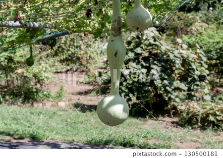 The stem and fruit of a gourd, known as a natural vessel for carrying water. 130500181