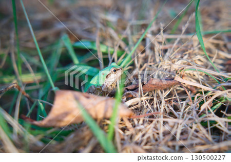 一隻樹蛙躲在草叢裡，形成鮮明對比的是新鮮的綠色和棕色 130500227