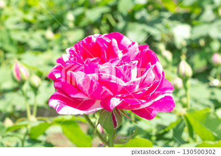 玫瑰(Honorine de Brabant) 玫瑰(Honorine de Brabant) 130500302