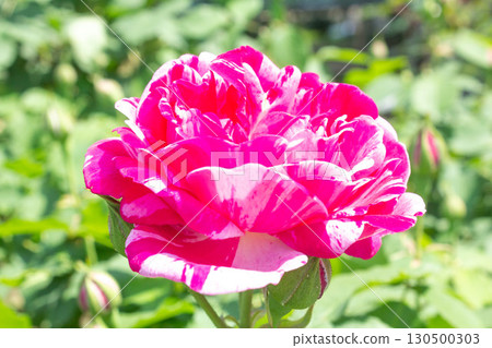 玫瑰（Honorine de Brabant） 130500303