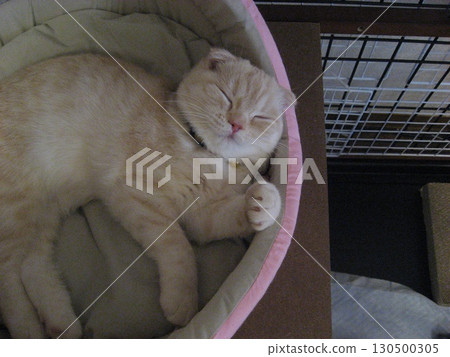 Sleeping kitten Sleeping kitten 130500305