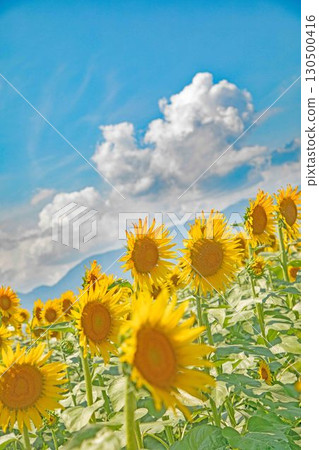 房子周圍四季都有各種鮮花。農場的花園裡，一朵朵美麗的向日葵在藍天的襯托下綻放。 130500416
