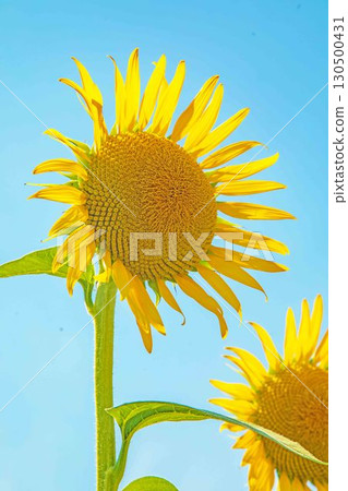 房子周圍四季都有各種鮮花。農場的花園裡，一朵朵美麗的向日葵在藍天的襯托下綻放。 130500431