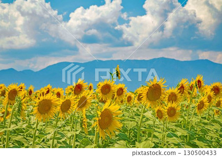 房子周圍四季都有各種鮮花。農場的花園裡,一朵朵美麗的向日葵在藍天的襯托下綻放。 房子周圍四季都有各種鮮花。農場的花園裡,一朵朵美麗的向日葵在藍天的襯托下綻放。 130500433