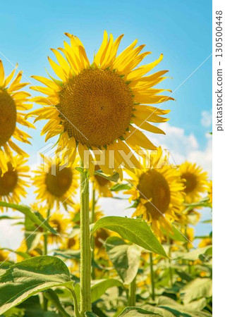 房子周圍四季都有各種鮮花。農場的花園裡,一朵朵美麗的向日葵在藍天的襯托下綻放。 房子周圍四季都有各種鮮花。農場的花園裡,一朵朵美麗的向日葵在藍天的襯托下綻放。 130500448