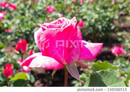 玫瑰（Yoshizumi） 130500515