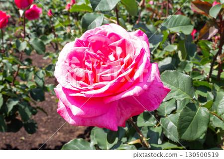 玫瑰（Yoshizumi） 130500519