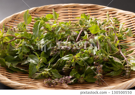 Holy basil 130500550