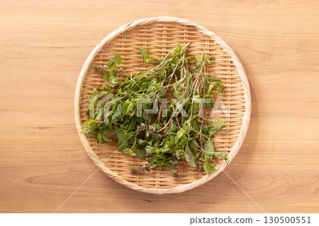 Holy basil 130500551