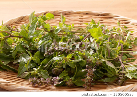 Holy basil 130500553