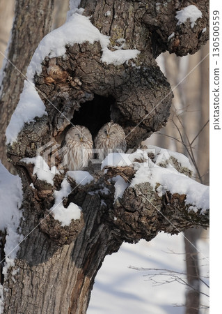 A pair of Ezo owls resting in a tree hollow A pair of Ezo owls resting in a tree hollow 130500559
