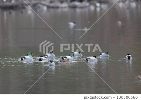 Male mallards surrounding a female 130500560