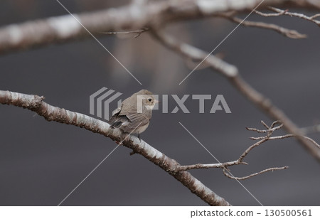 A Western Blue Flycatcher perched on a dead tree A Western Blue Flycatcher perched on a dead tree 130500561