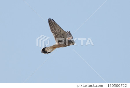 Sturgeon hovering Sturgeon hovering 130500722