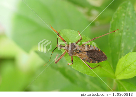 Ohtobi turtle 130500818