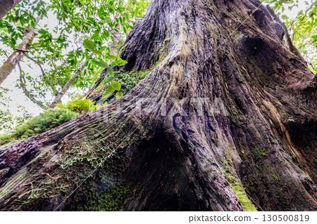 Yakushima Shiratani Unsuikyo Gorge - Dead Giant Tree (Autumn) Yakushima Shiratani Unsuikyo Gorge - Dead Giant Tree (Autumn) 130500819