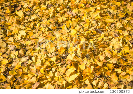 Yellow leaf fall 130500873