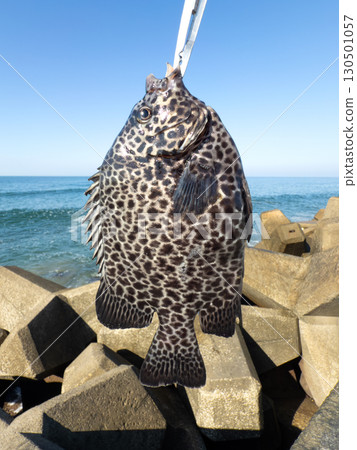 從堤岸捕獲的新鮮石垣鯛魚（Ishigakidai） 130501057