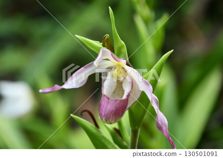 Phragmipedium 130501091