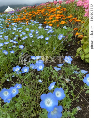 spring flowers, white flowers 130501112