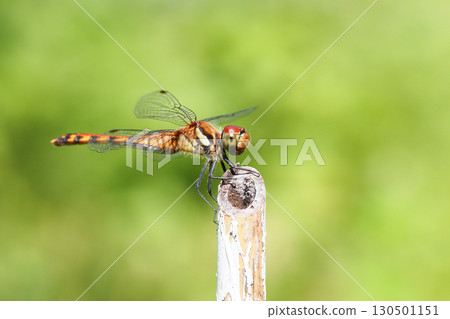 Natsuakane（女） 130501151