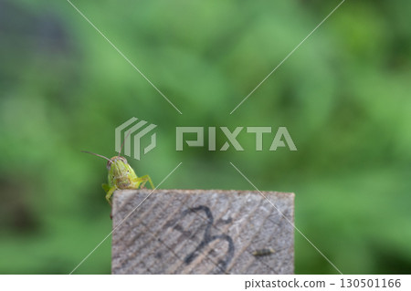 A front view of a locust resting near a small rice paddy in a park A front view of a locust resting near a small rice paddy in a park 130501166